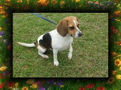 beagle4.jpg